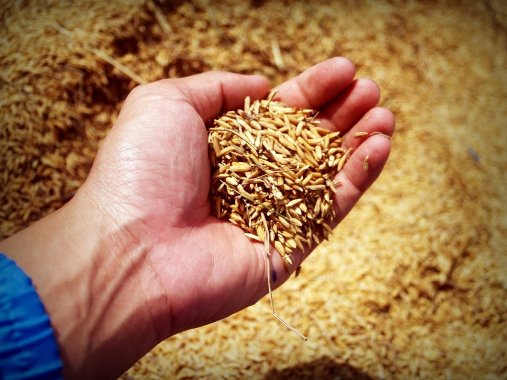 các hạt lúa mạch trong lòng bàn tay
